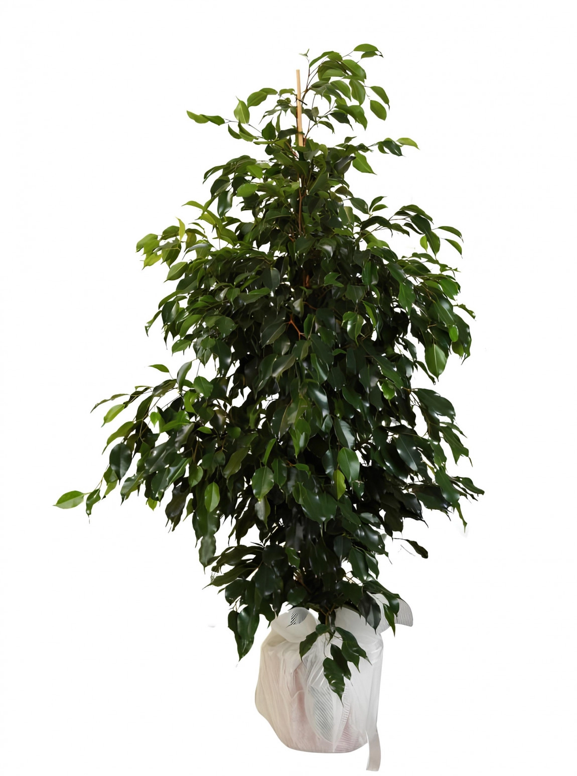 Ficus Benjamin