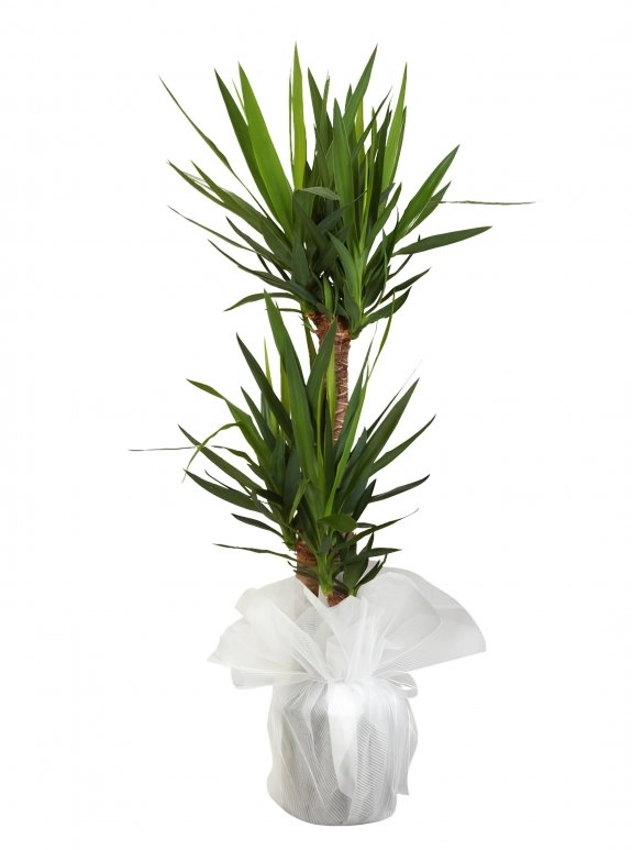 3'Lü Yucca Çiçeği