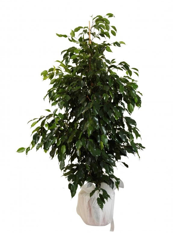 Ficus Benjamin