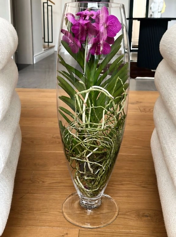 Vanda Orkide